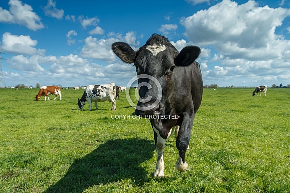 Dutch Cow and Cows