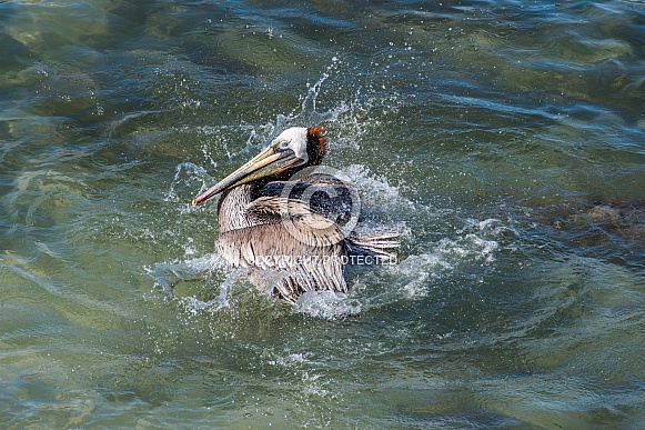 Brown Pelican splashes in Pacific Ocean