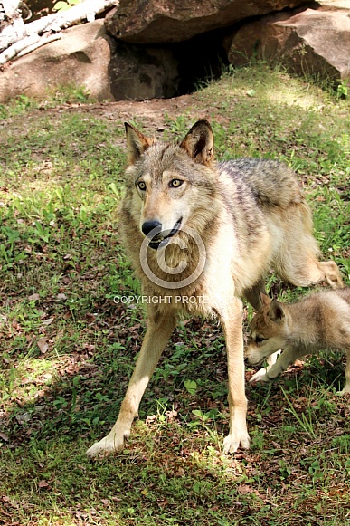 Wolf and Wolf Pups