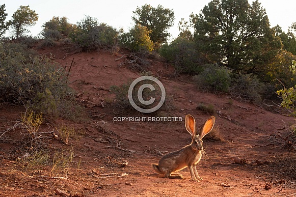 Black-Tailed Jackrabbit, Lepus californicus