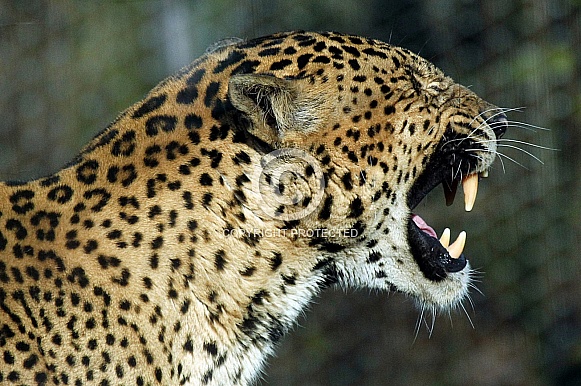Sri Lankan Leopard