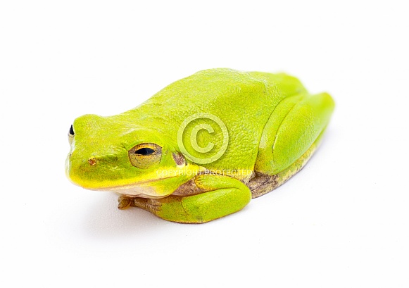 Lime Green wild Squirrel Treefrog - Hyla squirella isolated on white background front side profile view Lime Green wild Squirrel Treefrog - Hyla squirella isolated on white background front side profile view