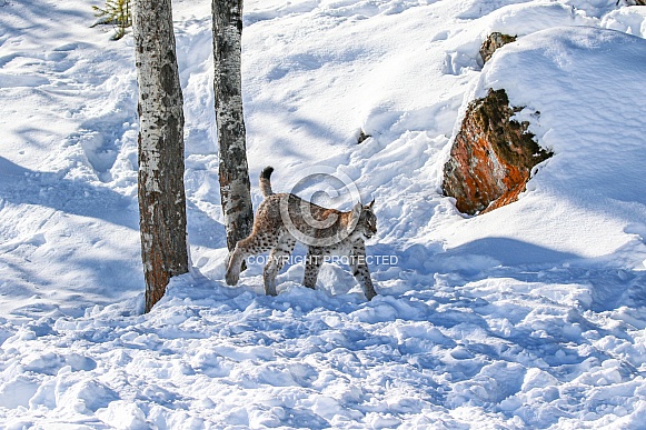 Siberian Bobcat in the snow