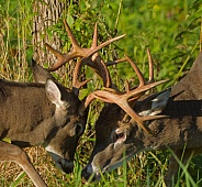 White tail deer