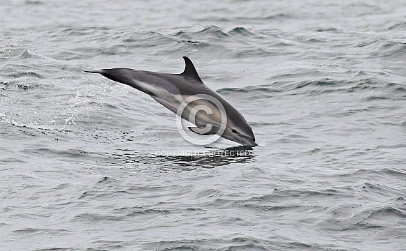 Common Dolphin