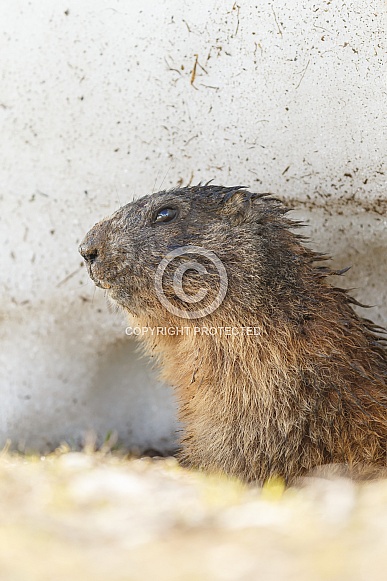 The alpine marmot