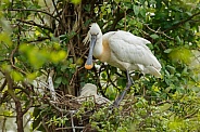 The Eurasian spoonbill