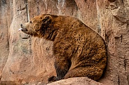 Brown Bear