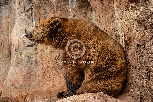 Brown Bear