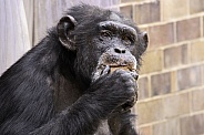 Chimpanzee Eating Looking At Camera
