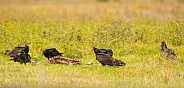 Turkey Vulture - Cathartes aura -feeding off the carcass skeleton