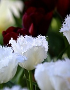 Beautiful White Fringed Tulips