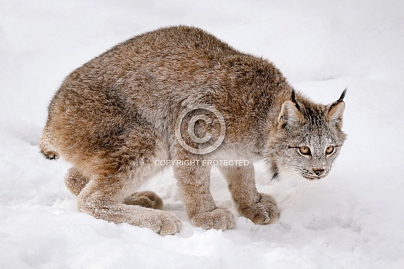 Canada Lynx