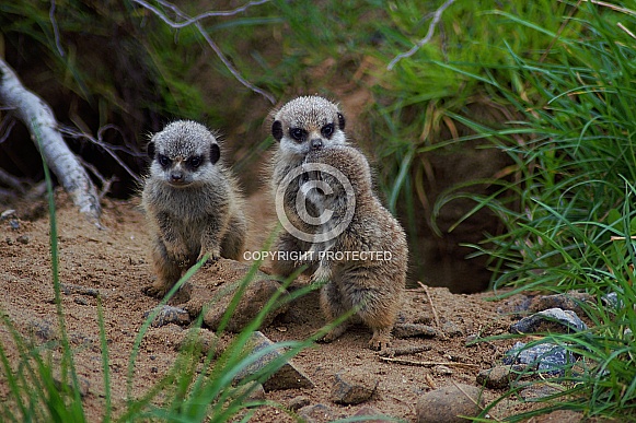 Trio Of Baby Meerkats