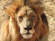 Tawny Lion Male