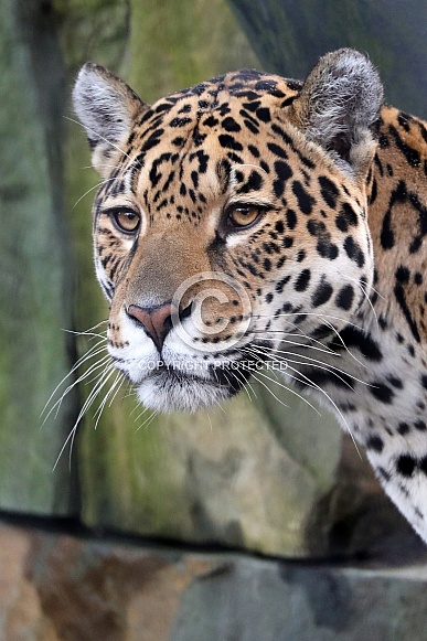 Jaguar (panthera onca)