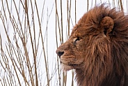 African Lion Side Profile In Wind