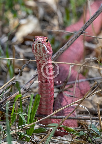 Western Coachwhip
