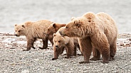 Wild Mother Brown Bear and three cubs in Alaska