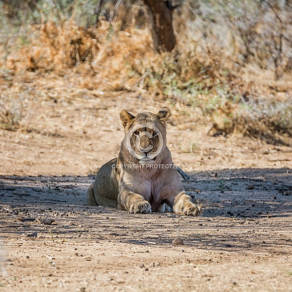 Female Lion