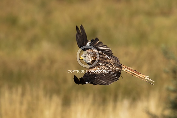 Wild Red Kite in Flight
