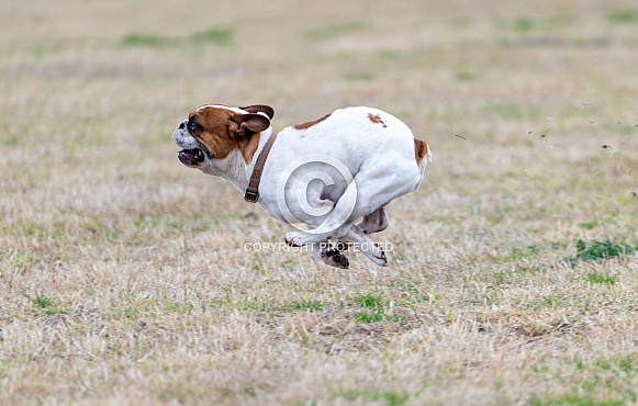 White French Bulldog curled position in a run