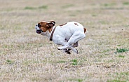 White French Bulldog curled position in a run