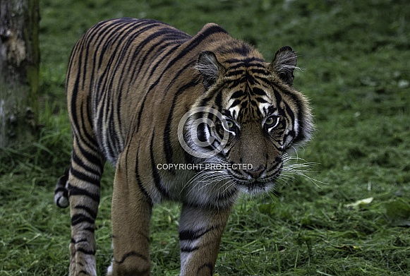 Sumatran Tiger Facing Forward Sumatran Tiger Facing Forward