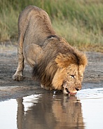 Older male lion drinking water