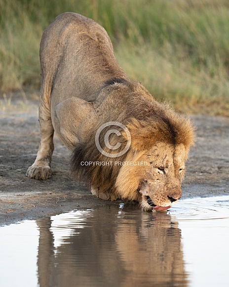 Older male lion drinking water Older male lion drinking water