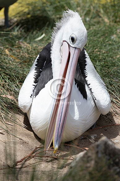 Australian Pelican Australian Pelican