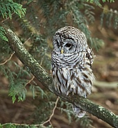 Barred Owl on Tree Branch