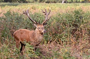 Red deer