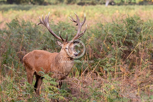 Red deer
