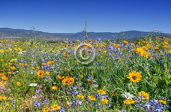 Spring Flowers