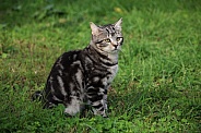Tabby Cat In Grass