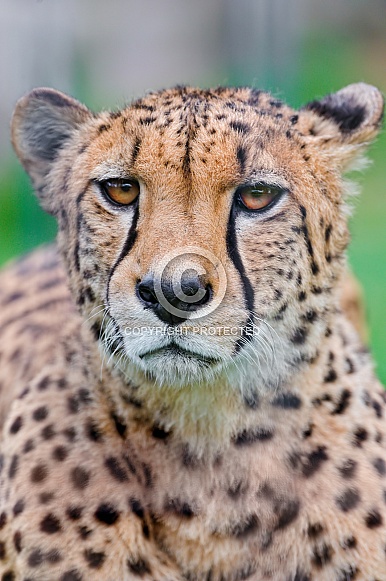 Cheetah Cheetah