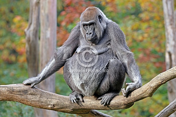 Western lowland gorilla (Gorilla gorilla gorilla) Western lowland gorilla (Gorilla gorilla gorilla)