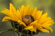 Harvest Mice on Sunflower