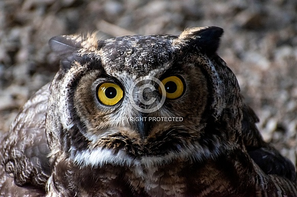 Great Horned Owl Great Horned Owl