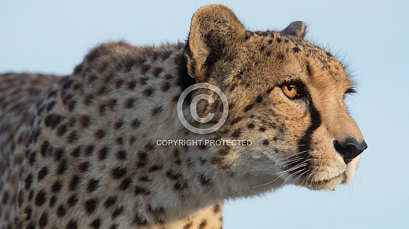 Cheetah Cheetah