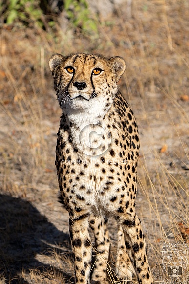 watching cheetah