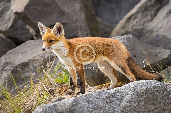 Young red fox cub in nature