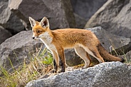 Young red fox cub in nature