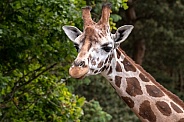 Rothschild's Giraffe Head Shot