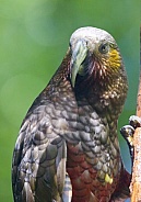 New Zealand Kaka