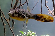 Mbu pufferfish (Tetraodon mbu)