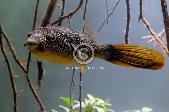 Mbu pufferfish (Tetraodon mbu)