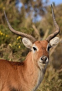 Lechwe Stag