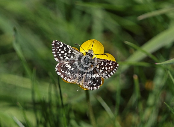 Grizzled Skipper